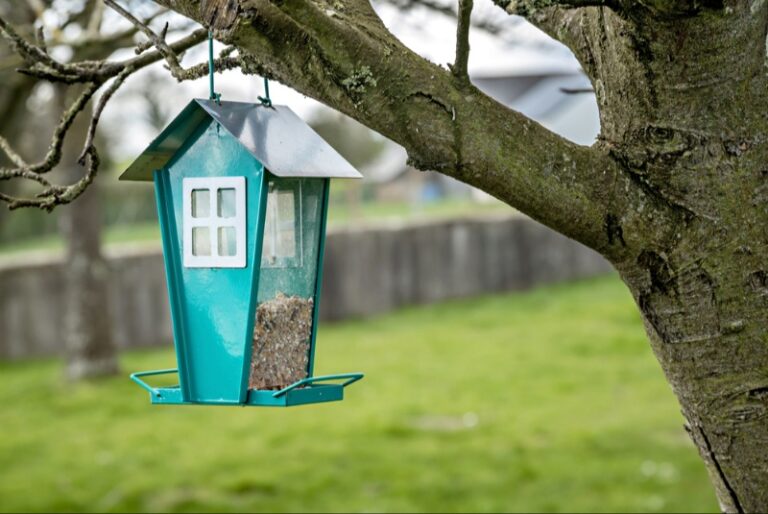 Bird Feeders That Attract Nature’s Beauty