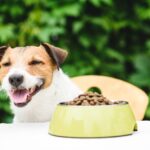 Pet Food That Keeps Your Furry Friends Happy