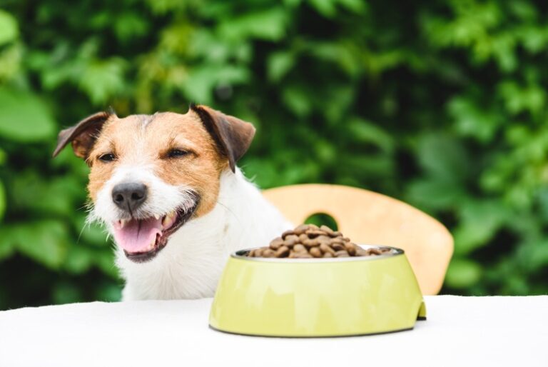 Pet Food That Keeps Your Furry Friends Happy